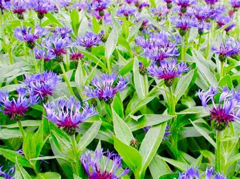 pictures of corn plants|centaurea montana perennial cornflower.